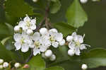 Littlehip hawthorn